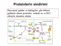 Protein Sindirimi Nedir ve Nasıl Yapılır?